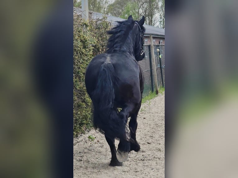 Friesian horses Mare 5 years 16.1 hh Black in Someren