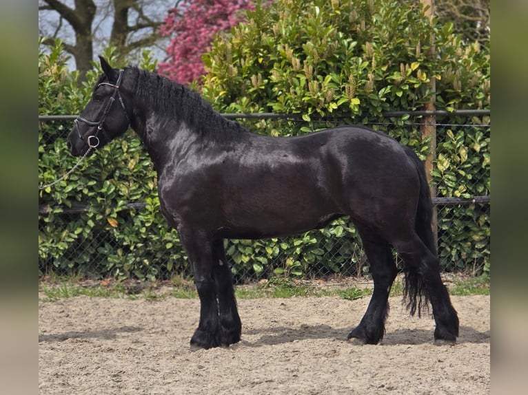 Friesian horses Mare 5 years 16.1 hh Black in Someren