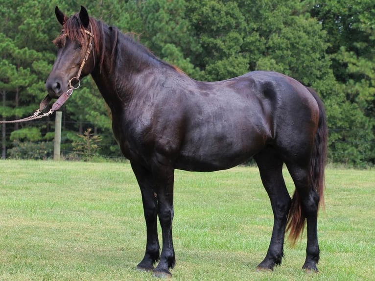 Friesian horses Mare 5 years 16,1 hh Black in Donalds, SC