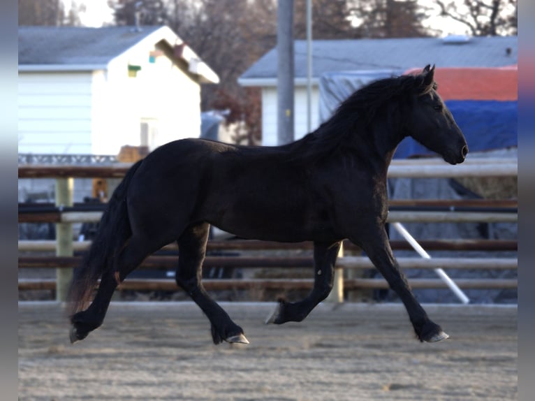 Friesian horses Mare 5 years 16,1 hh Black in Hamilton, MT