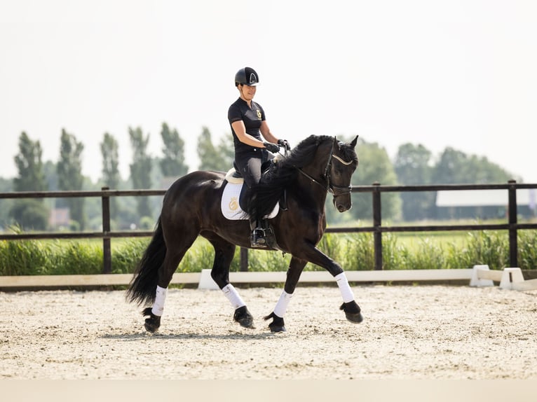 Friesian horses Mare 5 years 16,1 hh in Harlingen