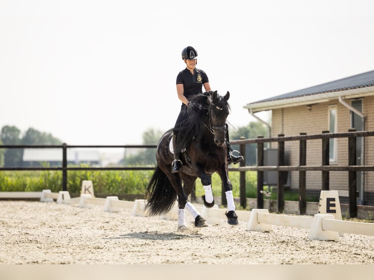 Friesian horses Mare 5 years 16,1 hh in Harlingen