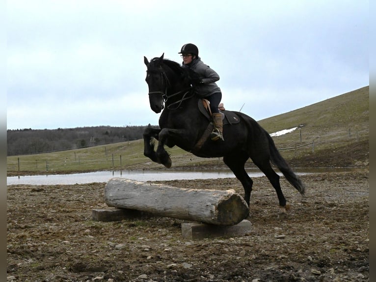 Friesian horses Mix Mare 5 years 16.2 hh Black in Warsaw