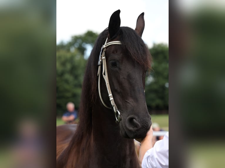 Friesian horses Mare 5 years 16 hh Black in Aldeboarn