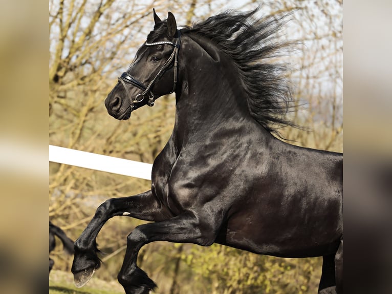 Friesian horses Mare 5 years 16 hh Black in Britswert