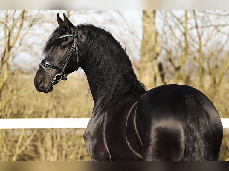 Friesian horses Mare 5 years 16 hh Black in Britswert