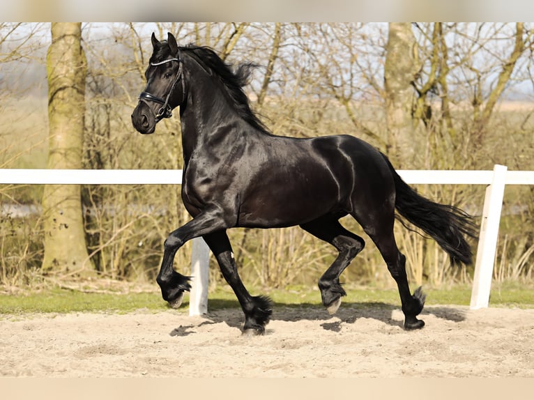 Friesian horses Mare 5 years 16 hh Black in Britswert