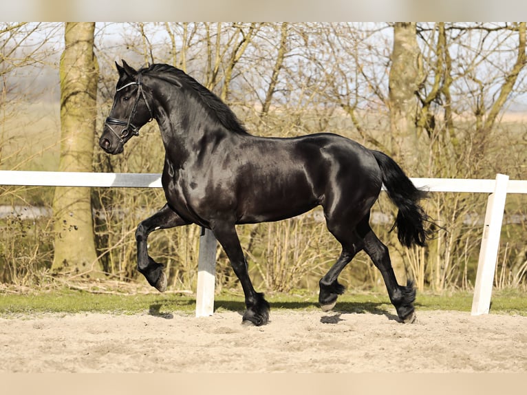 Friesian horses Mare 5 years 16 hh Black in Britswert