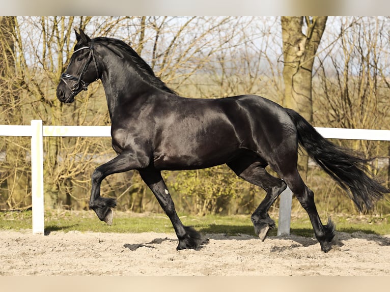 Friesian horses Mare 5 years 16 hh Black in Britswert