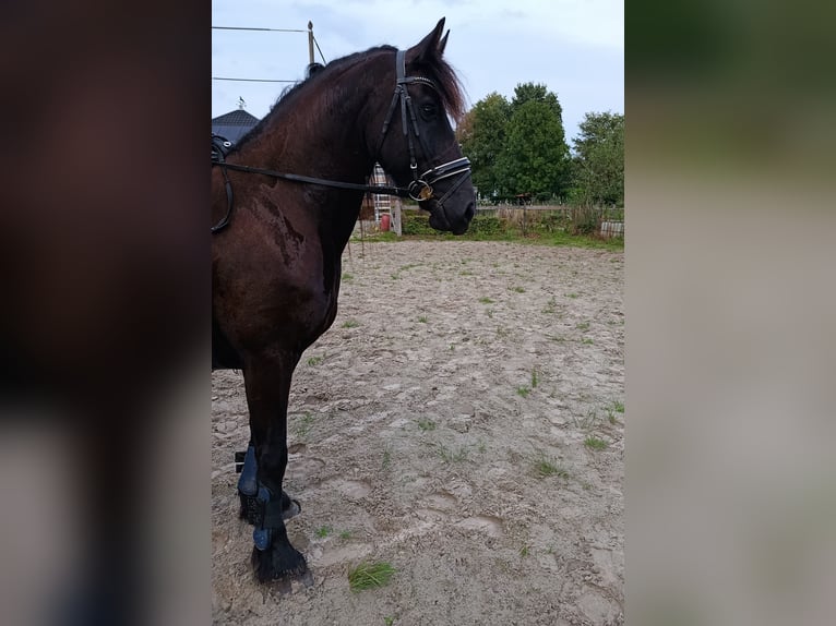 Friesian horses Mare 5 years 16 hh Black in Scharmer