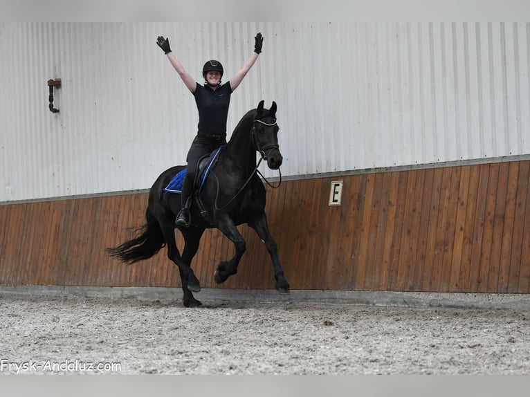 Friesian horses Mare 5 years 16 hh Black in Mijnsheerenland