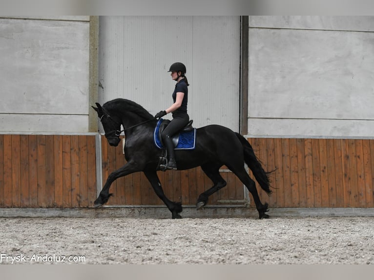 Friesian horses Mare 5 years 16 hh Black in Mijnsheerenland