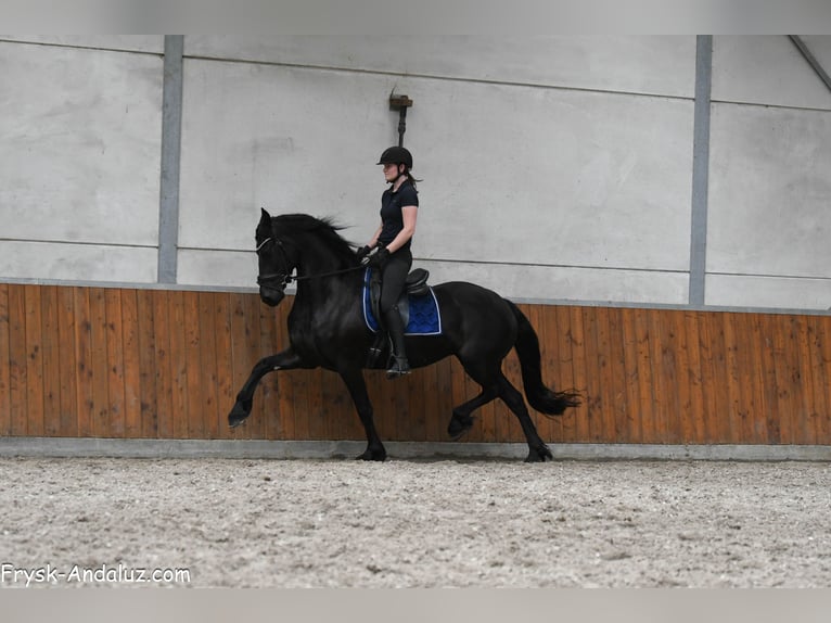 Friesian horses Mare 5 years 16 hh Black in Mijnsheerenland