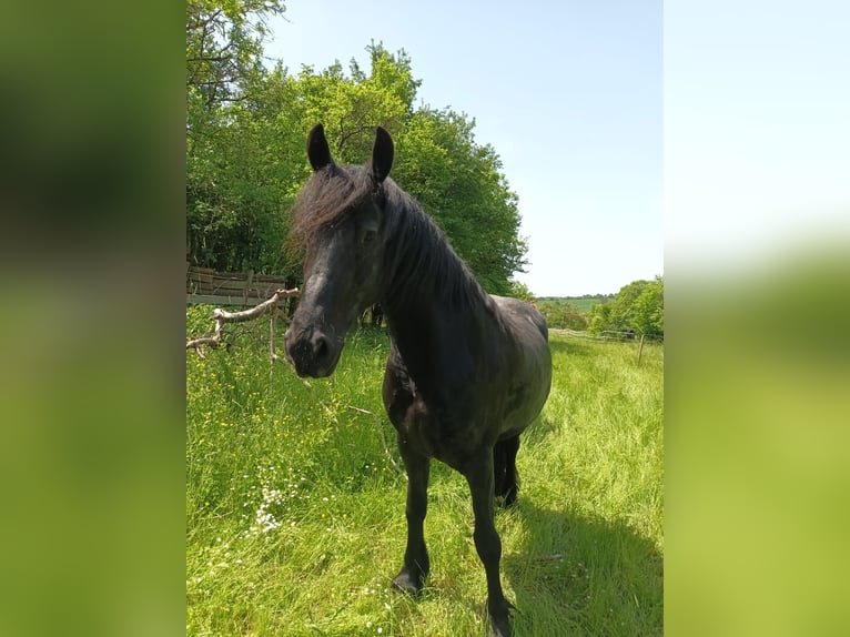 Friesian horses Mare 5 years 16 hh Black in Bad Mergentheim