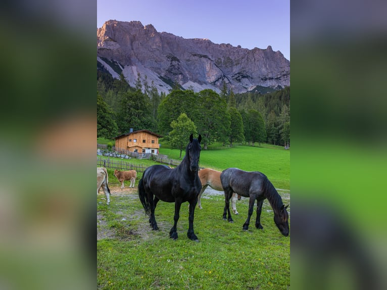 Friesian horses Mare 5 years 16 hh Black in Ramsau am Dachstein