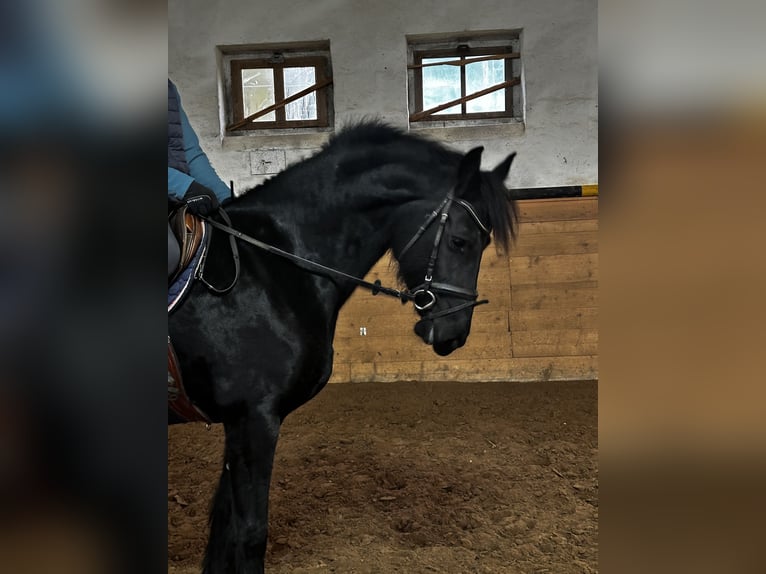 Friesian horses Mare 5 years 16 hh in Petersberg