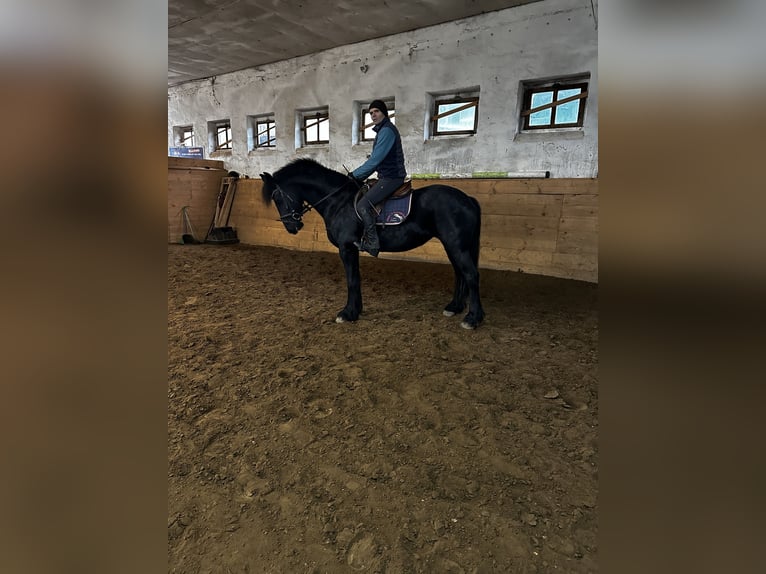 Friesian horses Mare 5 years 16 hh in Petersberg