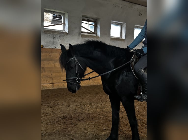 Friesian horses Mare 5 years 16 hh in Petersberg