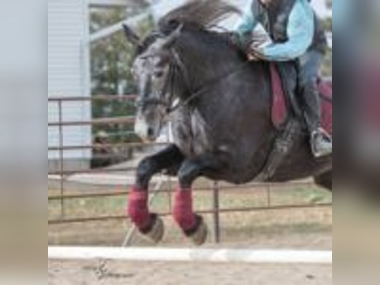Friesian horses Mare 5 years 16 hh Grey in texas