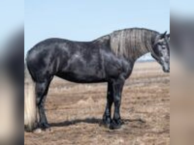 Friesian horses Mare 5 years 16 hh Grey in texas