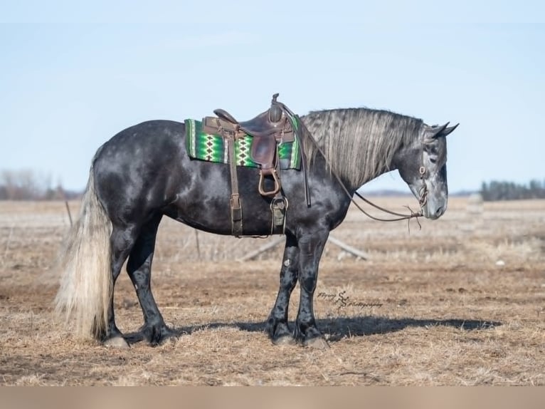 Friesian horses Mare 5 years 16 hh Grey in texas