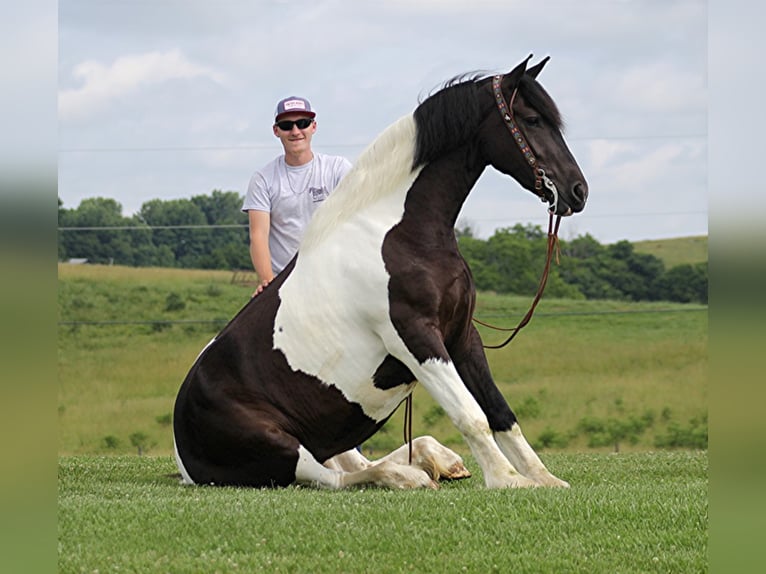 Friesian horses Mare 5 years 16 hh Tobiano-all-colors in Whitley City, KY