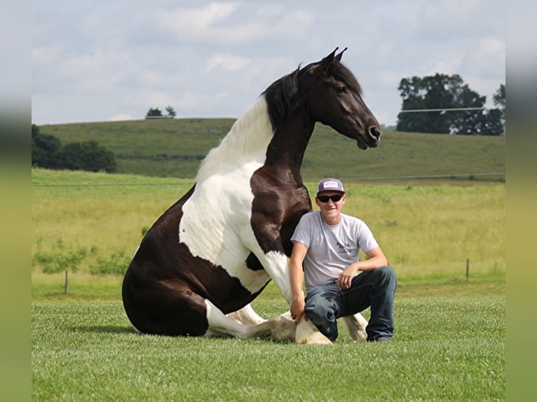 Friesian horses Mare 5 years 16 hh Tobiano-all-colors in whitley city, ky