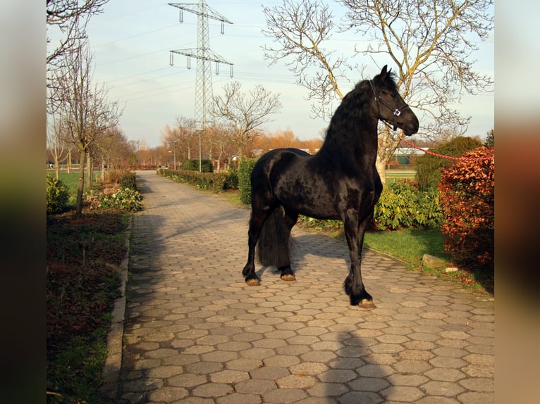 Friesian horses Mare 5 years 16,1 hh Black in Valkenswaard