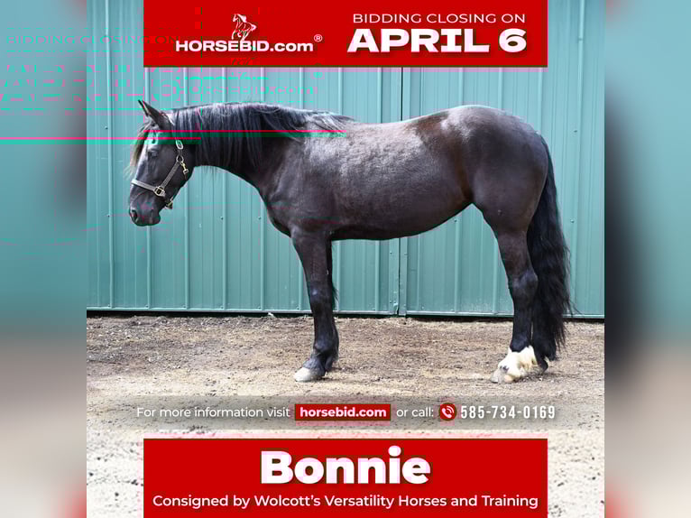 Friesian horses Mix Mare 5 years 16,2 hh Black in Warsaw