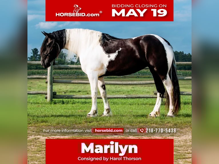 Friesian horses Mix Mare 5 years 16,3 hh in Nevis, MN