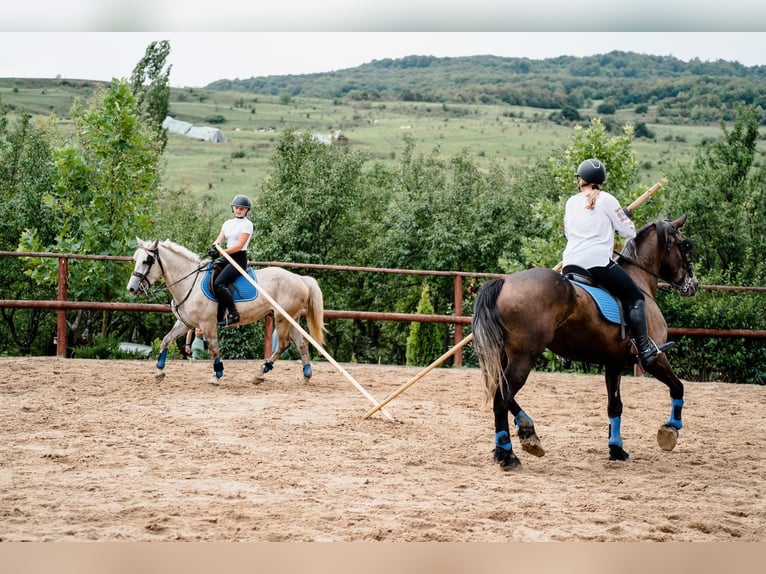 Friesian horses Mix Mare 5 years 17 hh Black in Satu Mare, Sanislau
