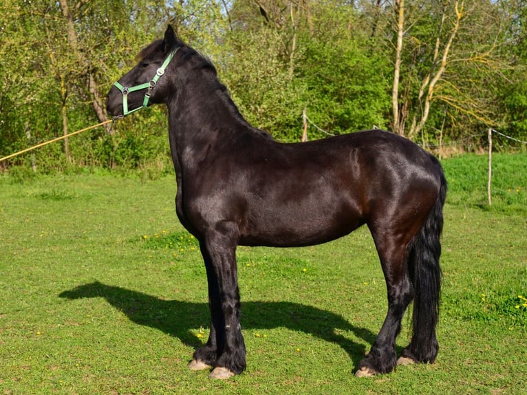 Friesian horses Mare 5 years Black in Straznice