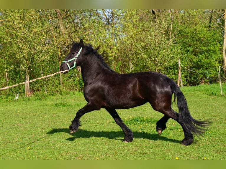 Friesian horses Mare 5 years Black in Straznice
