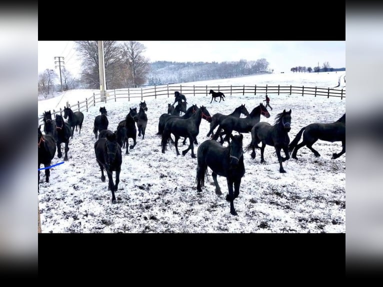 Friesian horses Mare 5 years Black in München