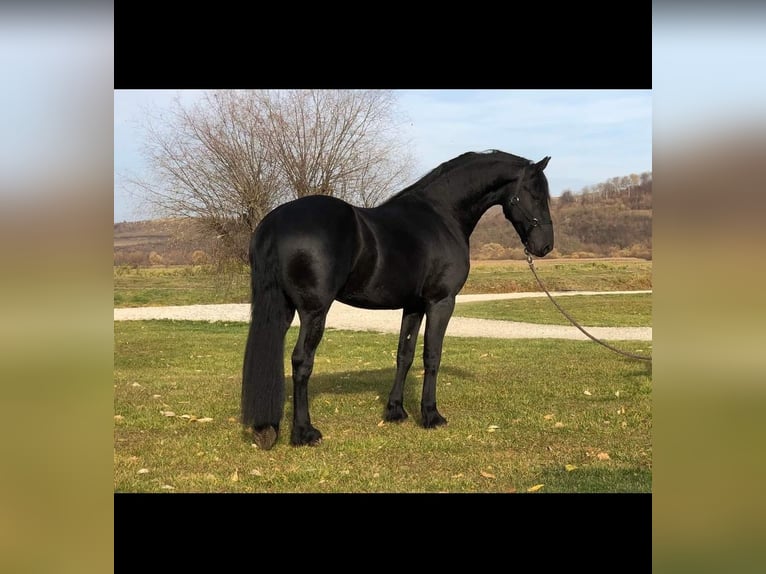 Friesian horses Mare 5 years Black in München