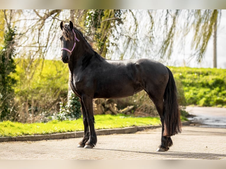 Friesian horses Mare 5 years Black in Sint-Maartensdijk