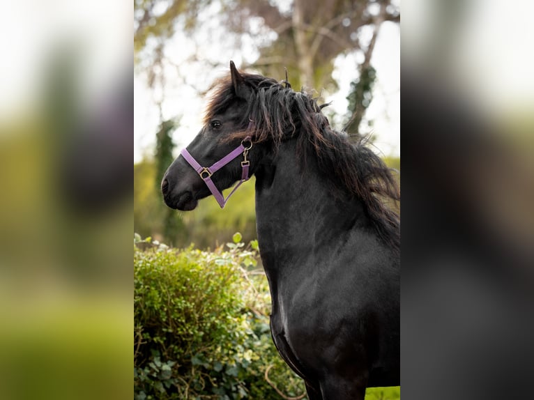 Friesian horses Mare 5 years Black in Sint-Maartensdijk