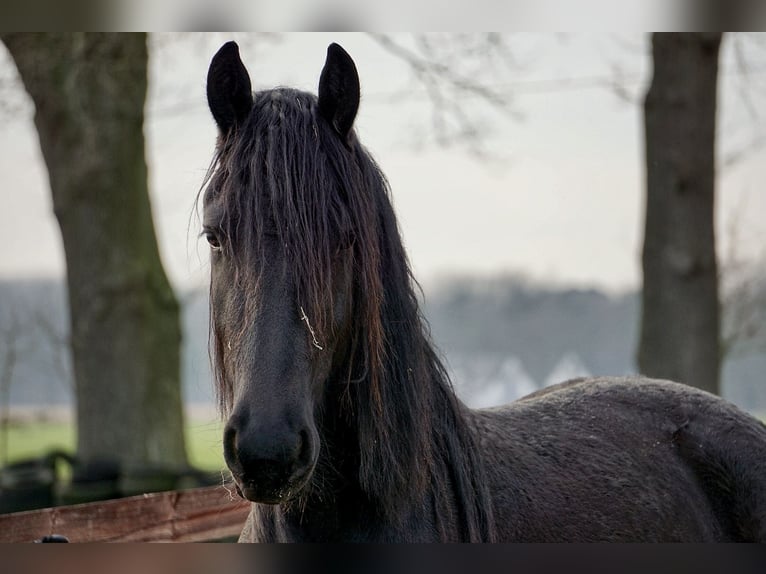 Friesian horses Mare 5 years Black in Borken