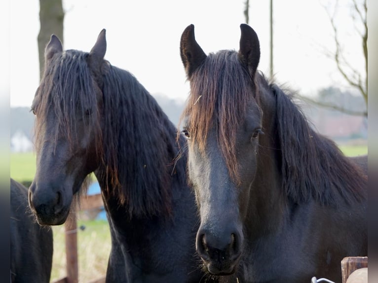 Friesian horses Mare 5 years Black in Borken