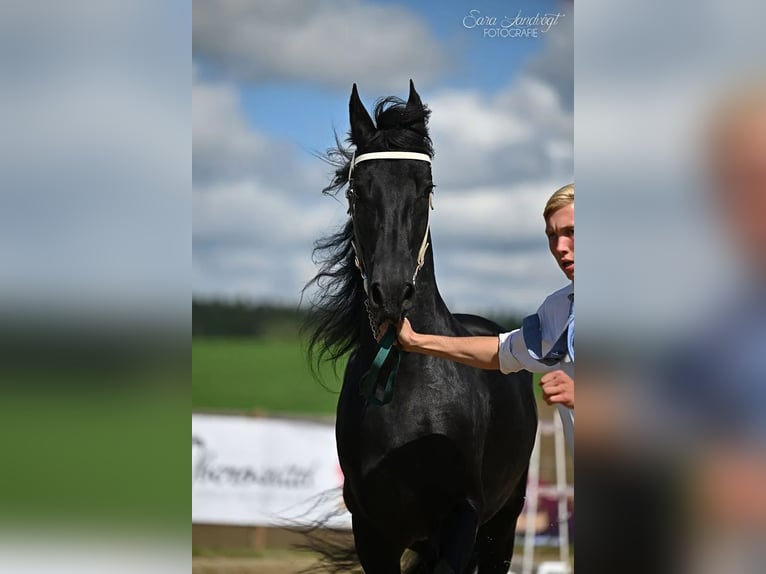 Friesian horses Mare 5 years Black in Schöllnach