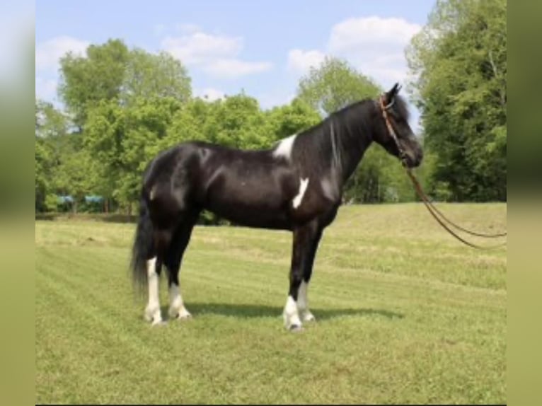 Friesian horses Mare 5 years Black in Moscow, OH