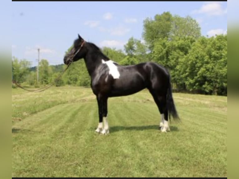 Friesian horses Mare 5 years Black in Moscow, OH