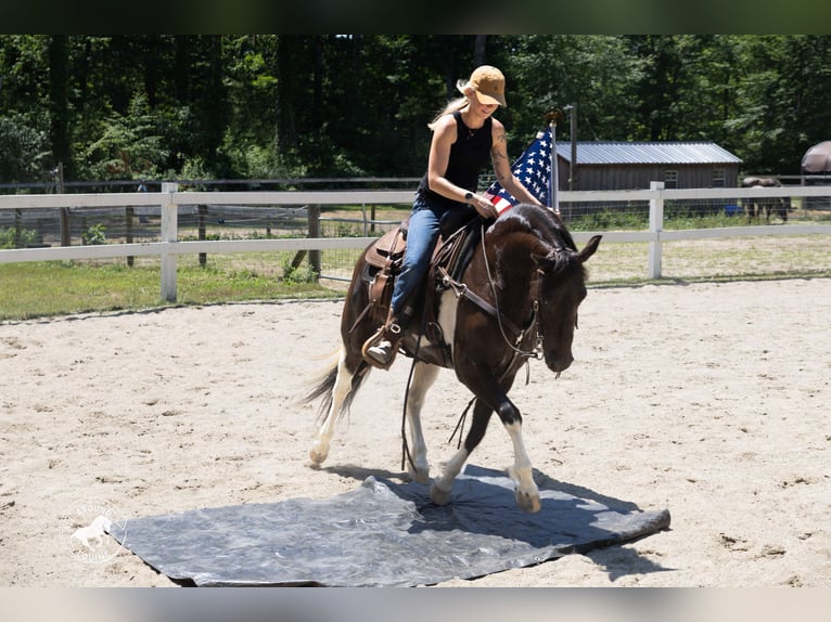 Friesian horses Mix Mare 5 years Pinto in Rochester