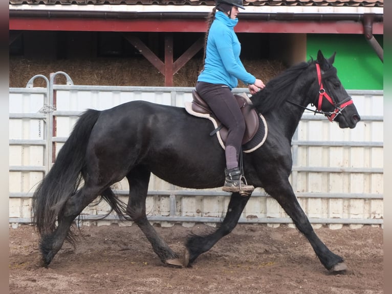 Friesian horses Mare 6 years 15,2 hh Black in Buttstädt