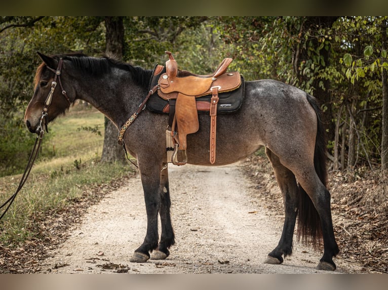 Friesian horses Mix Mare 6 years 15,3 hh Roan-Bay in Saint Clair