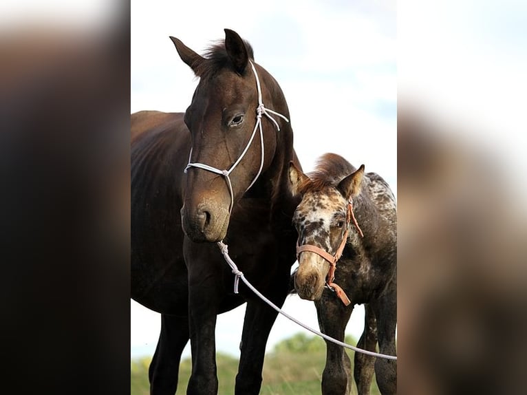 Friesian horses Mare 6 years 15,1 hh in GOVEN