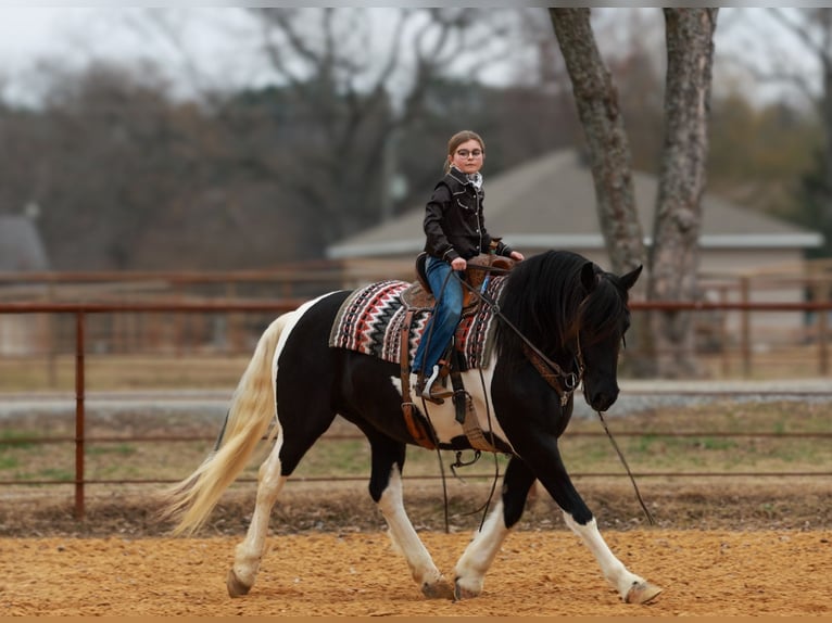 Friesian horses Mare 6 years 15,1 hh Pinto in Quitman