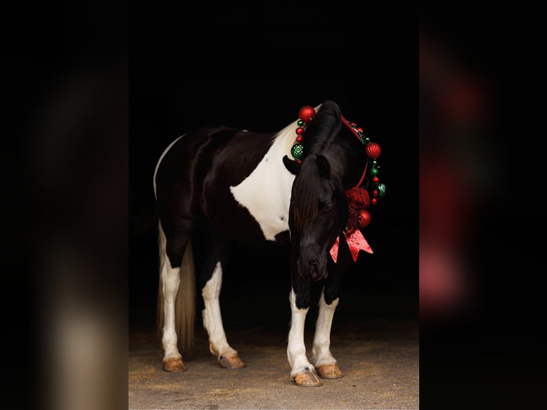 Friesian horses Mare 6 years 15,1 hh Pinto in Quitman