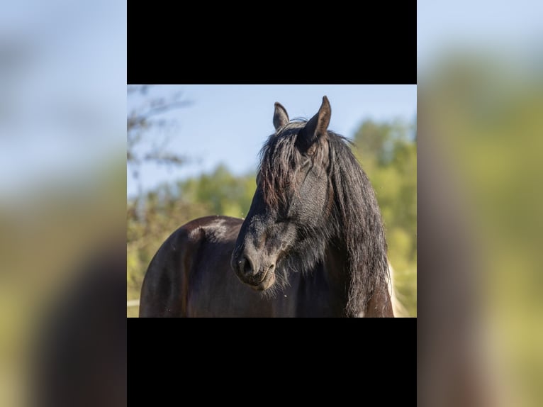 Friesian horses Mare 6 years 15,2 hh Black in Großalmerode