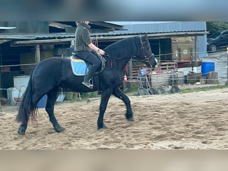 Friesian horses Mare 6 years 15,2 hh Black in Morsbach